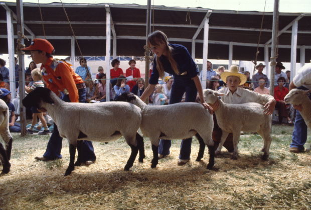 Sheep judging, 1977
